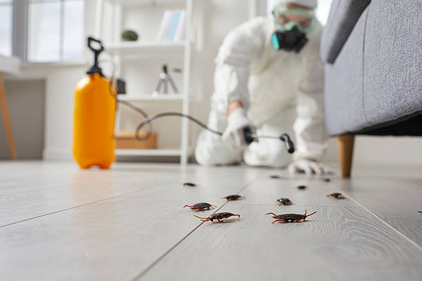 Affordable Termite Control solutions in Burlington, ND